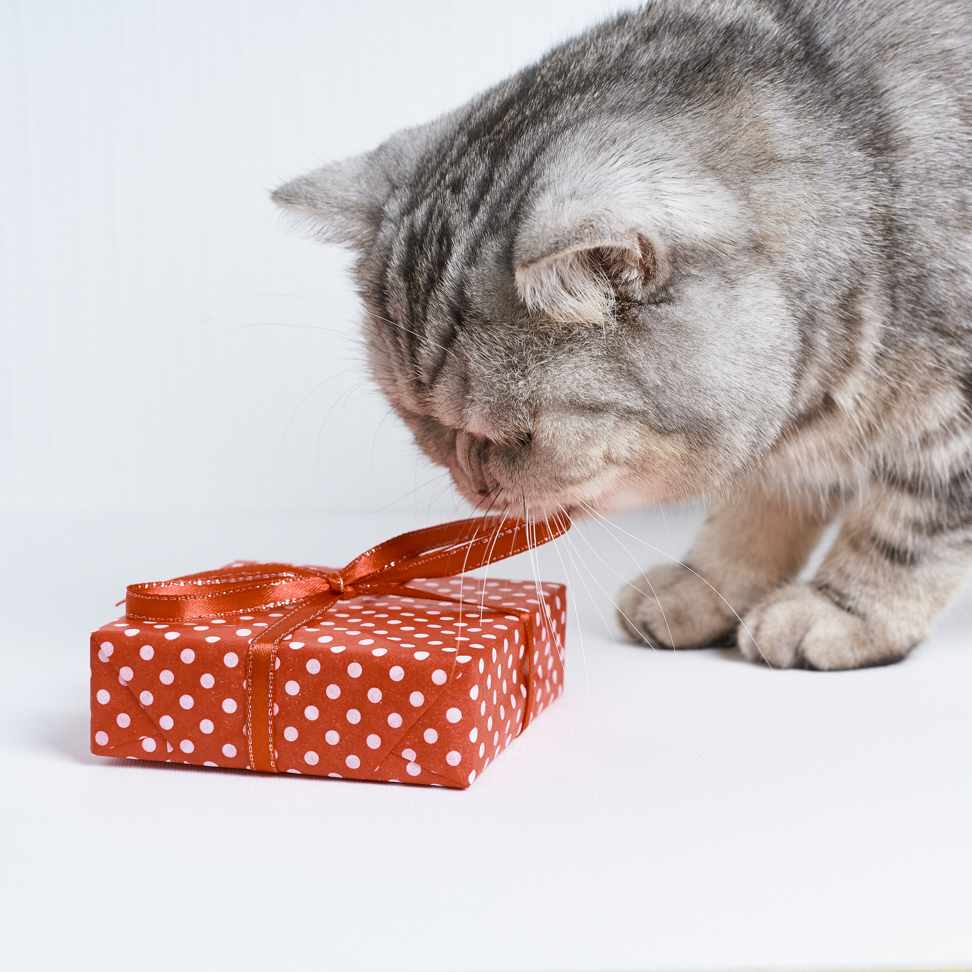 Приманки для кошки для отлова - Как приманить кошку которая не подходит?