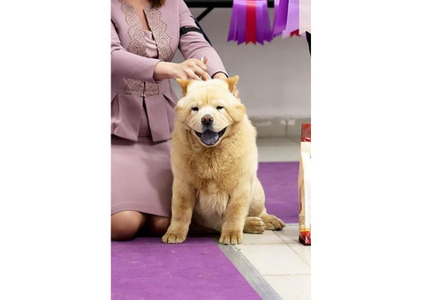 Москва, пропала собака чау -чау - Награда 10 000 руб.