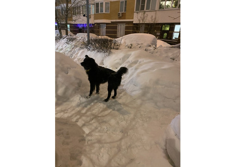Найдена чёрная собака с зелёным ошейником,Раменки