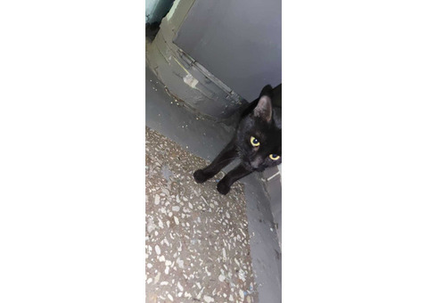 Был найден черный кот-кошка с белым пятнышком
