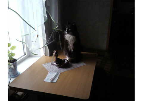 Пропал кот в городе Уфа в поселке Максимовка