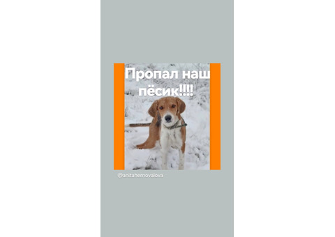 Внимание! Бузулук, ул. Ново-Чапаевская, д. 44а Потерялась собака. Порода:эстонская гончая