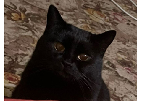 Пропала чёрная кошка