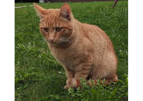 Рыжий кот, над хвостом выстрежено, и шрам