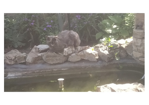 Кошка мейнкун 1 год черепахового окраса