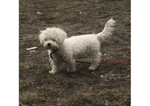 Новосибирск пропала собака Бишон фризе