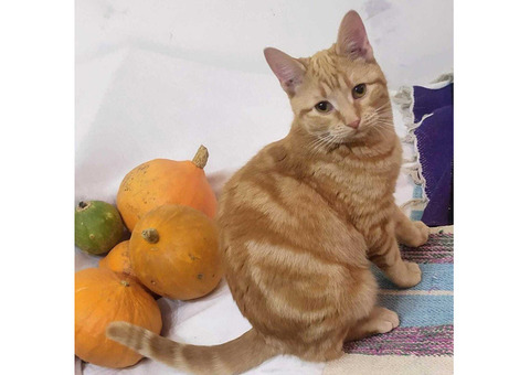 Рыжая кошка Фетис с мраморным окрасом