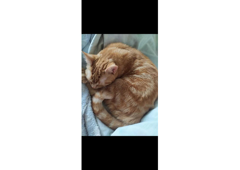 Рыжая кошка Фетис с мраморным окрасом