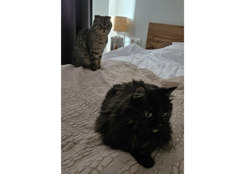 Кошка Мышка и кот Максик. Мышка-сибирская длинноволосая кор.цвет. Максик серый шотландский веслоухий