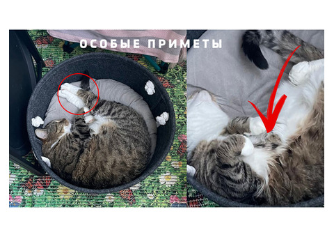 Пушкин СПБ пропал полосатый кот без породы