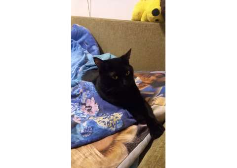 Кот короткошерстный чёрный, Гуччи, 2 года