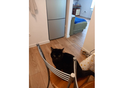 Кот короткошерстный чёрный, Гуччи, 2 года