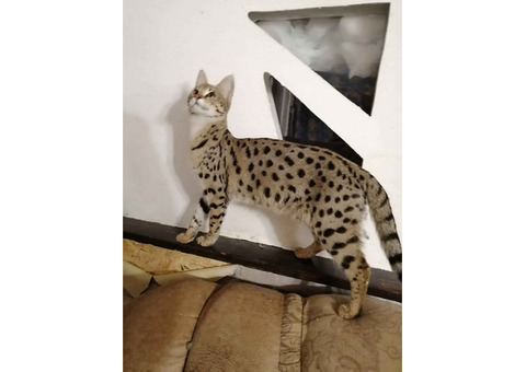 Пропала убежала кошка Саванна рыжая леопардовая с пятнами