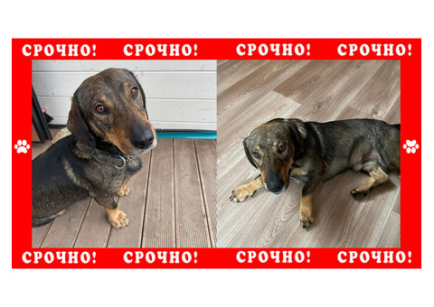 Нижний Новгород пропала собака, метис в коричневом ошейнике