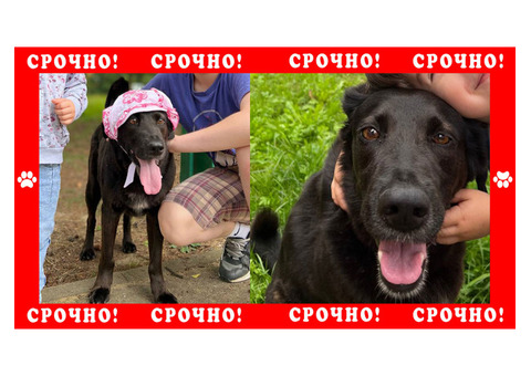 В Домодедово, Городок-15 пропала черная собака без породы