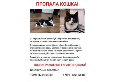 Потерялась кошка в районе ул. Оборонная  дом 2к4 и дом 10 г. Мурино