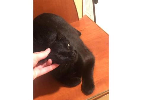 Бенгальская черная кошка/пропала московская область.