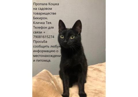 Бенгальская черная кошка/пропала московская область.