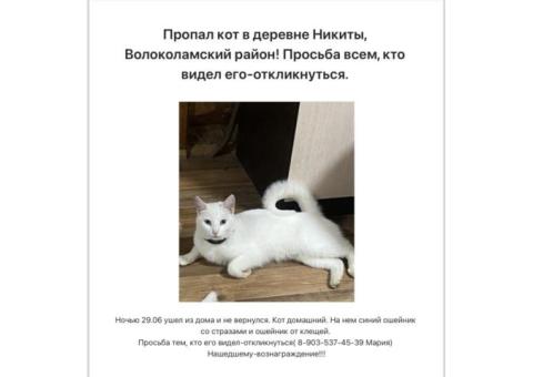 Пропал кот в деревне Никиты, Волоколамский район