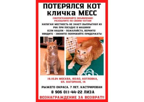 Ищем Кота