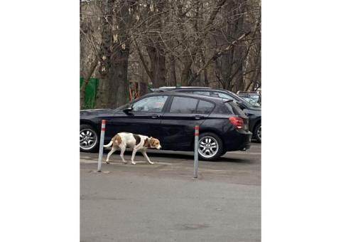 Найдена гончая в районе Зорге