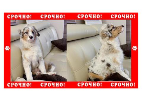 Австралийская овчарка | Аусси пропала в Можайском районе