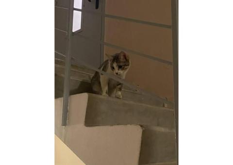 Нашли кота в Коммунарке