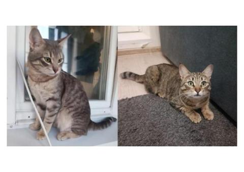 Нашлась кошечка и кот. Парой.