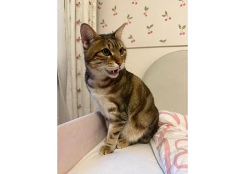 Кошка бобтейл