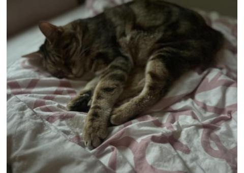 Кошка бобтейл