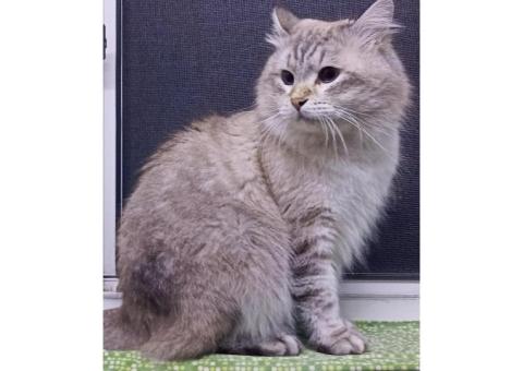 Марик. Кот. Невский маскарадный