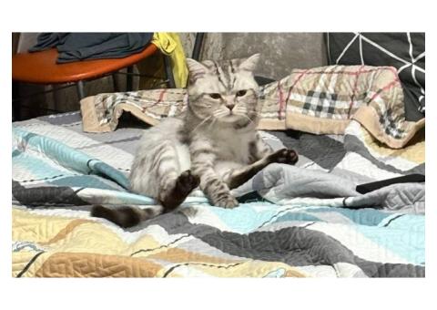 кот по кличке сёма, британский