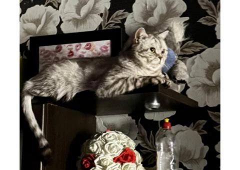 кот по кличке сёма, британский