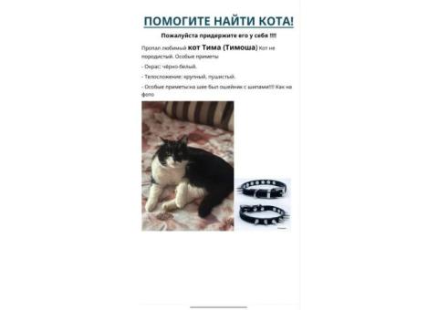 ПРОПАЛ КОТ ТИМА, ДЕР. СКОКОВО 133