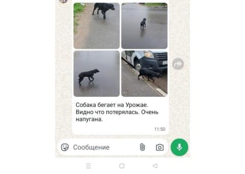Чёрная собака в Люьерцах