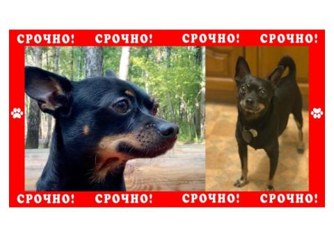 Той-терьер пропал в  Красногорске