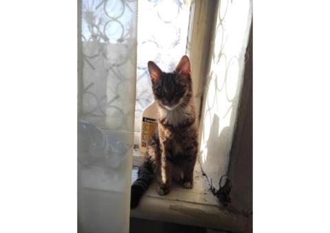Пропала кошка