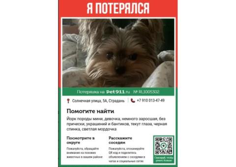 Пропала собака, йорк терьер мини, девочка, Краснопахорский район