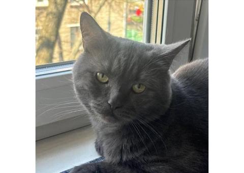 Кот, похож на британца