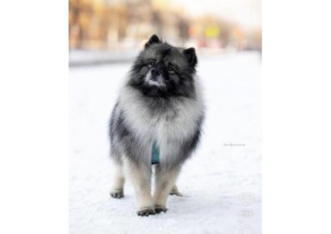 Кеесхонд, кличка «Пуш»
