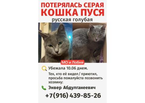 Пропала кошка Пуся в Лобне и МО
