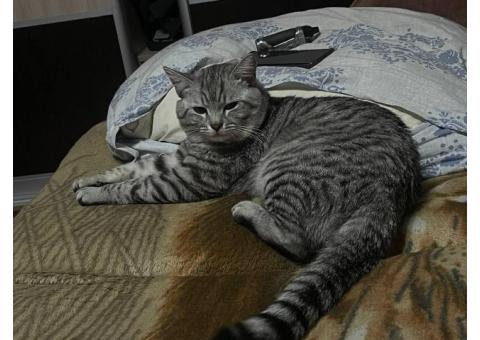 Пропал кот
