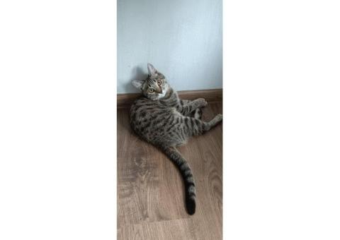 Шмоня, без породы