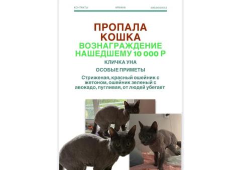 потерялась серая стриженая кошка