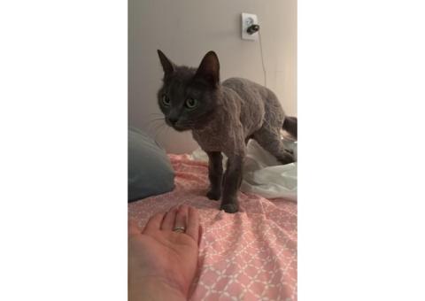 потерялась серая стриженая кошка
