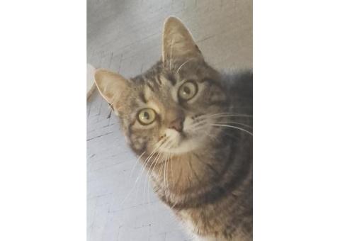 Пропала кошка, 10 лет, выглядит как котенок-подросток.