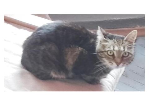 Пропала кошка, 10 лет, выглядит как котенок-подросток.