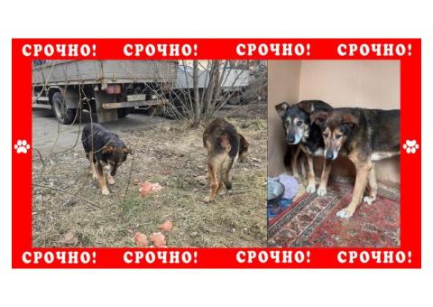 Убежало две собаки дворняжки. Калужская область