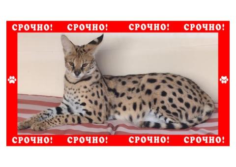 Сервал пропал в Одинцовском районе