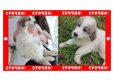 Пропал щенок Горной перинейской собаки в д. Елизаветино, Дмитровский округ, рядом Яхрома